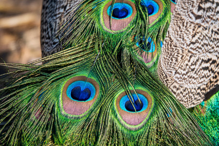 Beautiful exotic peacock feathers in many vibrant colorsの写真素材