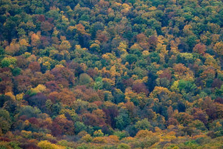 Aerial view of beautiful orange and red autumn forestの写真素材