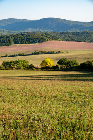 Yellow and green trees at autumn in Hungaryの写真素材