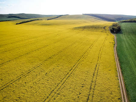 Yellow rapeseed field in bloom at springの写真素材