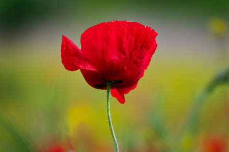 Field of Corn Poppy Flowers Papaver rhoeas in Springの写真素材
