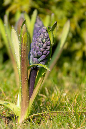 Purple Hyacinthus orientalis blooming in the flowerbed.の写真素材