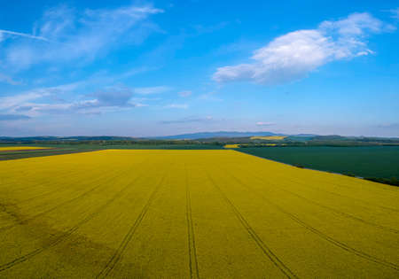 Yellow rapeseed field in bloom at springの写真素材