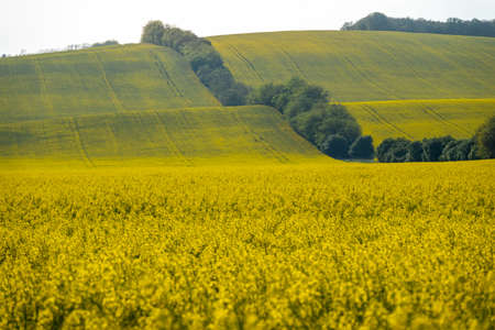 Yellow rapeseed field in bloom at springの写真素材