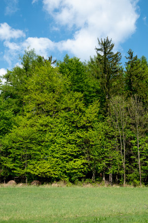 Beautiful nature at spring in the green forestの写真素材