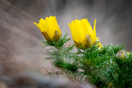Beautiful spring yellow flowers Pheasants eye, Adonis vernalisの写真素材
