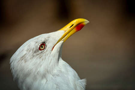 Closeup of a seagull as a portrait with a blurred backgroundの写真素材
