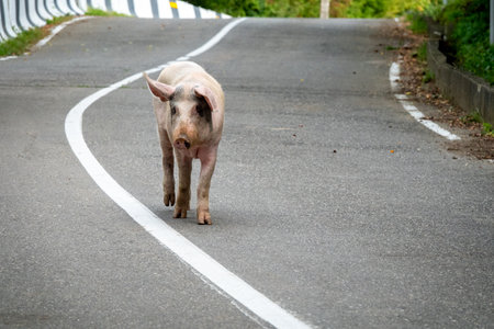 A pig walks on the roadの写真素材
