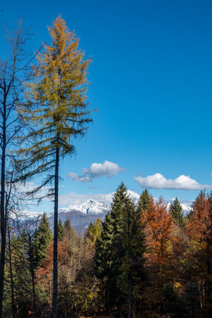 Colourful trees at autumn in Italy, Europeの写真素材