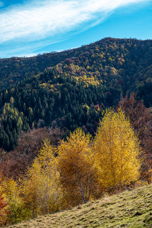 Colourful trees at autumn in Italy, Europeの写真素材