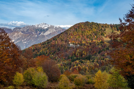 Colourful trees at autumn in Italy, Europeの写真素材