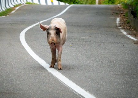 A pig walks on the roadの写真素材