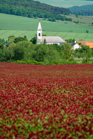 Idyllic landscape and a flowering crimson clover farmlandの写真素材