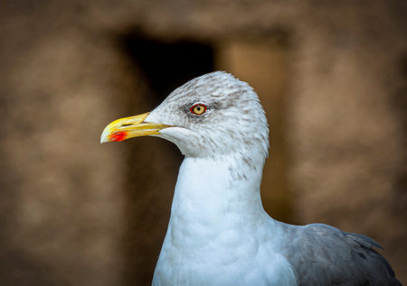 Closeup of a seagull as a portrait with a blurred background