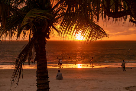 Silhouette of palm tree leaves beautiful sunset on the tropical sea beach in Langkawi, Malaysiaの写真素材