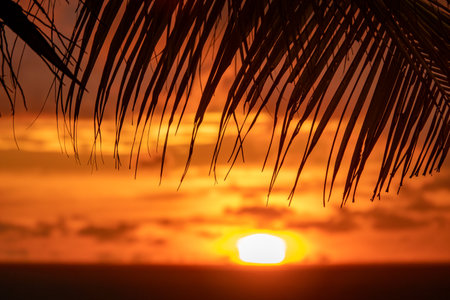 Silhouette of palm tree leaves beautiful sunset on the tropical sea beach in Langkawi, Malaysiaの写真素材