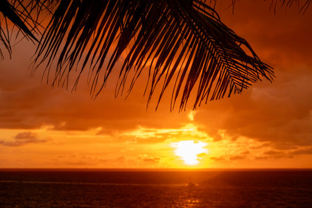 Silhouette of palm tree leaves beautiful sunset on the tropical sea beach in Langkawi, Malaysiaの写真素材