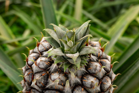 Azores, Pineapple fruit in a traditional Azorean greenhouse plantation at Sao Miguel Islandの写真素材