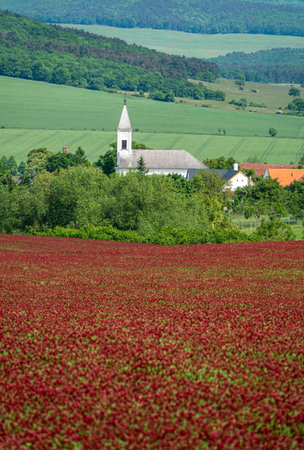 Idyllic landscape and a flowering crimson clover farmland, Trifolium incarnatumの写真素材