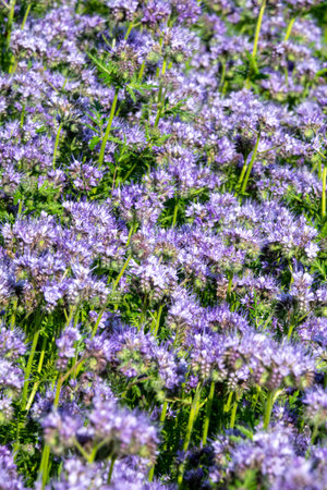 Flowers of the lacy phacelia, Phacelia tanacetifolia