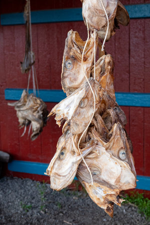 Lofoten Islands Norway, summer scenery with traditional fisherman cabins in the historic village of A, Norwayの写真素材