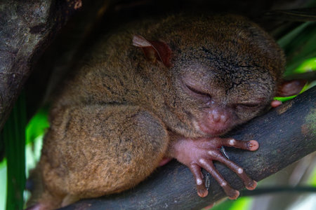 Endangered Tarsier in Bohol Tarsier sanctuary, Philippinesの写真素材