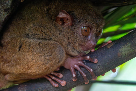Endangered Tarsier in Bohol Tarsier sanctuary, Philippinesの写真素材