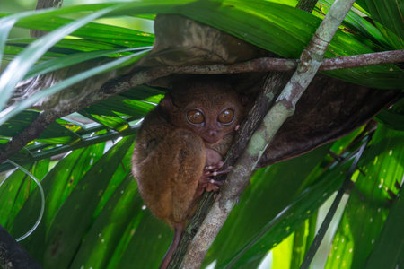 Endangered Tarsier in Bohol Tarsier sanctuary, Philippinesの写真素材