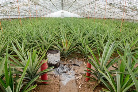 Azores, Pineapple fruit in a traditional Azorean greenhouse plantation at Sao Miguel Islandの写真素材