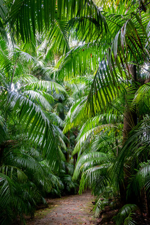 Enchanting botanical garden in Furnas, Sao Miguel Island, Azores, Portugalの写真素材