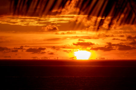 Silhouette of palm tree leaves beautiful sunset on the tropical seaの写真素材
