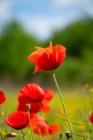 Field of Corn Poppy Flowers Papaver rhoeas in Springの写真素材