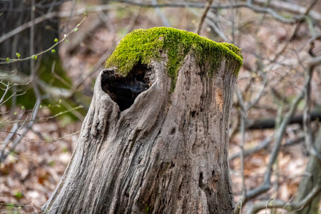 Treenk with moss and a heart shaped holeの写真素材