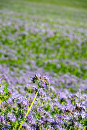 Purple Flowers of the lacy phacelia, Phacelia tanacetifoliaの写真素材