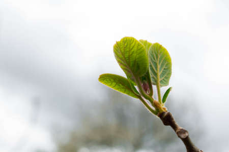 Branch of a blossoming tree during spring with white background