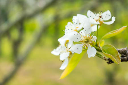 white flowers on a branch with lots of light in the fieldの写真素材
