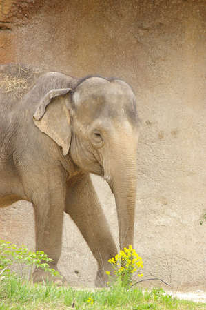 Asian elephant and yellow flowers