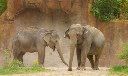 Pair of elephantsの写真素材