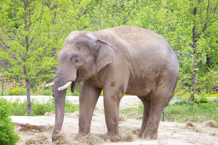 Small elephant eating