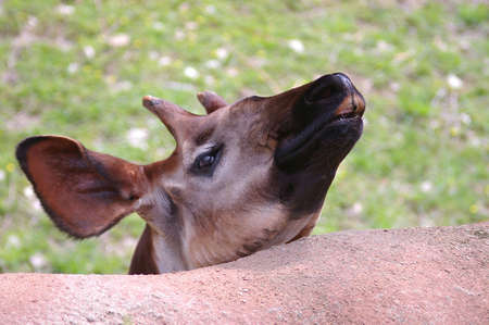 Okapi at the zooの写真素材