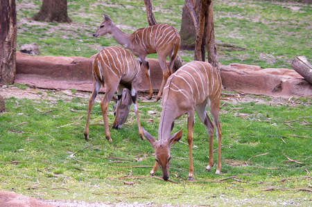 Kudu at the zooの写真素材