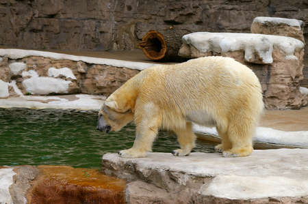 Polar Bear at the zooの写真素材