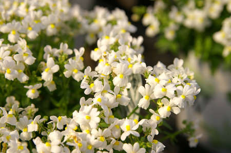 Nemesiaの写真素材