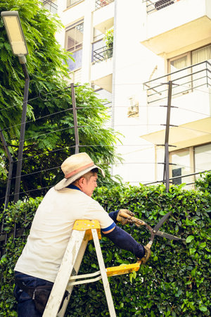 adult gardener with scissors and hat on ladder cutting tree plants outside building