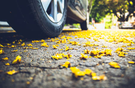 road floor with fallen spring leaves and parked car tireの写真素材