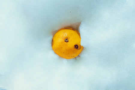 yellow fruit, in isolated blue fluffy bed soft background, orange in isolated blue foam.