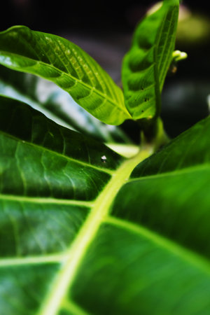 palm leaf texture in the forest for background and space for text in nature. green.の写真素材