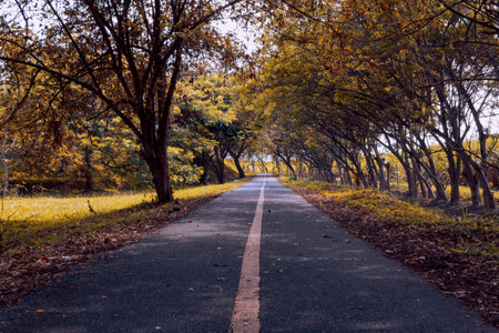 beautiful autumn landscape of bicycle road in the forest in Colombia outdoors in sunny dayの写真素材