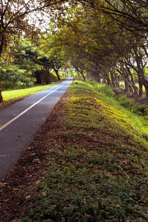 beautiful autumn landscape of bicycle road in the forest in Colombia outdoors in sunny day