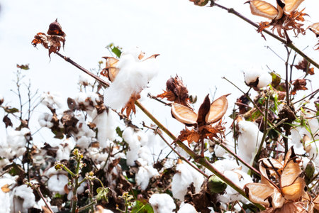 beautiful cotton crop in the city of Cali in Colombia ready to harvest. natureの写真素材
